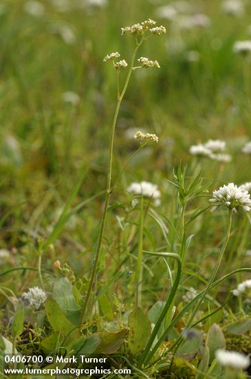 Saxifraga oregana