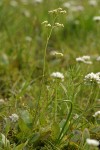 Oregon Saxifrage
