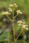 Oregon Saxifrage blossoms