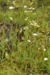 Oregon Saxifrage
