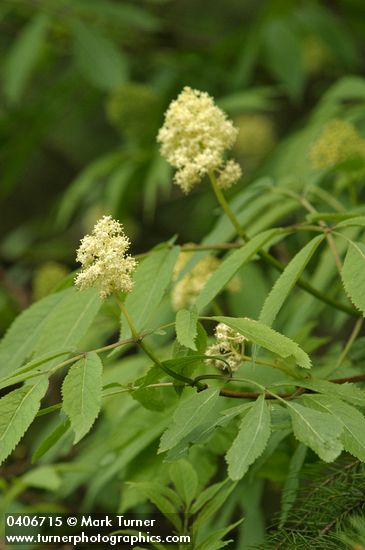 Sambucus racemosa var. melanocarpa