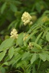 Black Elderberry blossoms & foliage