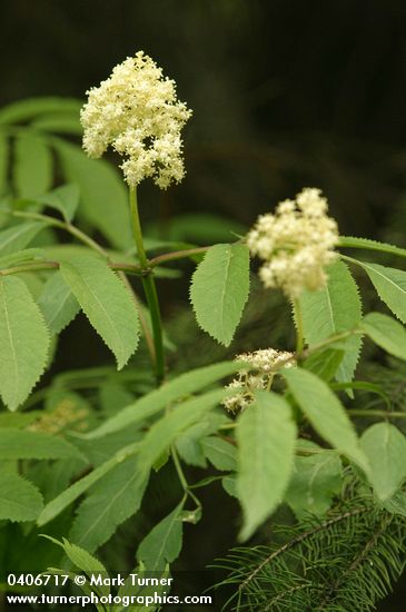 Sambucus racemosa var. melanocarpa