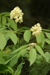 Black Elderberry blossoms & foliage