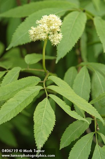 Sambucus racemosa var. melanocarpa