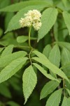 Black Elderberry blossoms & foliage