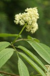 Black Elderberry blossoms & foliage