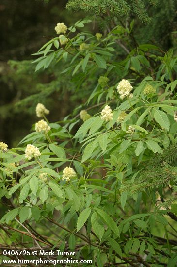 Sambucus racemosa var. melanocarpa