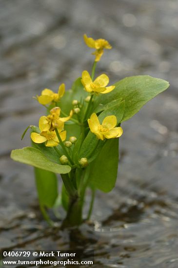 Ranunculus populago