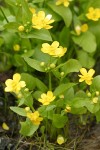 Blue Mountain Buttercup