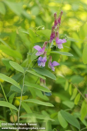 Lathyrus polyphyllus