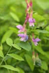 Leafy Peavine blossoms & foliage detail