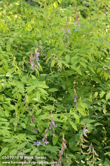 Lathyrus polyphyllus