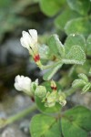 Burrowing Clover blossoms & foliage detail w/ dew