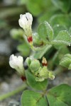 Burrowing Clover blossoms & foliage detail w/ dew