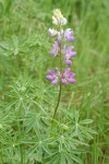 Streambank Lupine blossoms & foliage