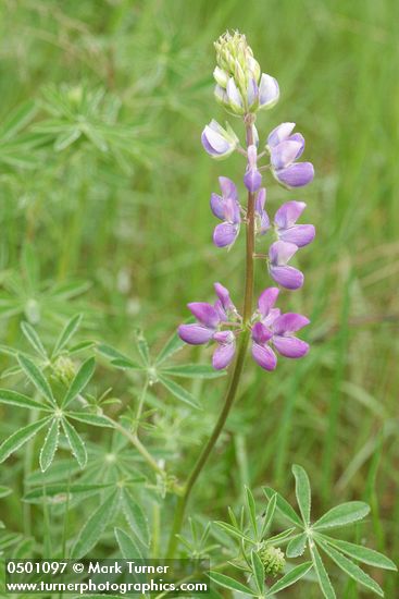 Lupinus rivularis