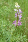 Streambank Lupine blossoms & foliage