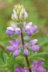 Streambank Lupine blossoms detail