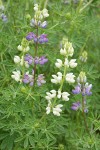 Streambank Lupine white & blue blossoms among foliage