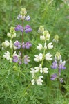 Streambank Lupine white & blue blossoms among foliage