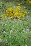 Streambank Lupines w/ Scots Broom bkgd