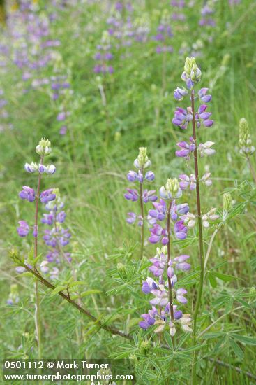 Lupinus rivularis