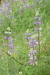 Streambank Lupines