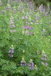 Streambank Lupines