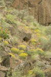Yellow Desert Daisies among basalt boulders, Bluebunch Wheatgrass, Balsamroot