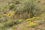 Yellow Desert Daisies among basalt boulders, Bluebunch Wheatgrass, Sagebrush