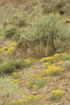 Yellow Desert Daisies among basalt boulders, Bluebunch Wheatgrass, Sagebrush