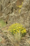 Yellow Desert Daisies, Bluebunch Wheatgrass at base of basalt cliff
