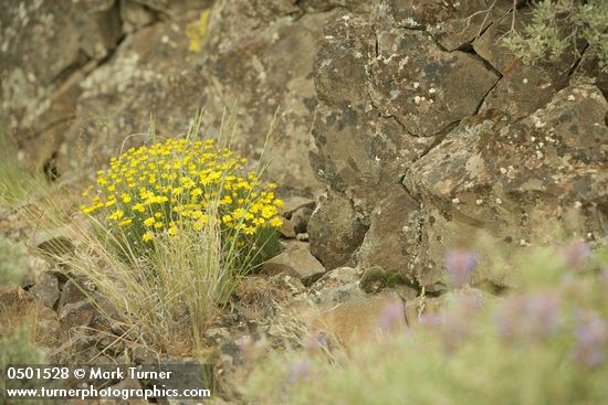 Erigeron linearis; Agropyron spicatum