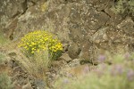 Yellow Desert Daisies, Bluebunch Wheatgrass at base of basalt cliff