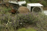 Purple Sage, Yarrow w/ junked washing machines & other trash bkgnd