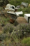 Purple Sage, Yarrow w/ junked washing machines & other trash bkgnd