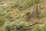Balsamroot, Sagebrush among basalt boulders w/ Yellow Desert Daisies,  Bluebunch Wheatgrass
