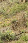 Balsamroot, Sagebrush among basalt boulders w/ Yellow Desert Daisies,  Bluebunch Wheatgrass