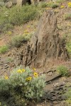 Balsamroot, Sagebrush among basalt boulders w/ Yellow Desert Daisies,  Bluebunch Wheatgrass