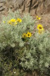 Balsamroot blossoms among Sagebrush