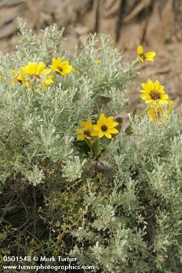 Balsamorhiza sagittata; Artemisia tridentata