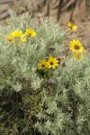 Balsamroot blossoms among Sagebrush