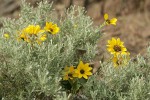 Balsamroot blossoms among Sagebrush