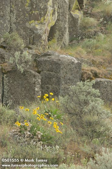 Balsamorhiza sagittata; Artemisia tridentata