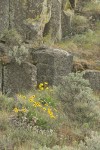 Balsamroot, Sagebrush w/ columnar basalt
