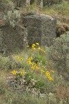 Balsamroot, Sagebrush w/ columnar basalt