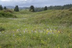 Camas & Western Buttercups on mounded prairie