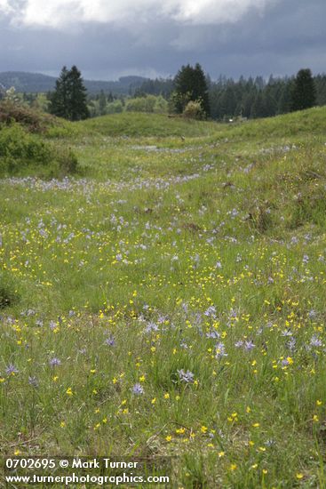 Camassia quamash; Ranunculus occidentalis