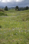 Camas & Western Buttercups on mounded prairie